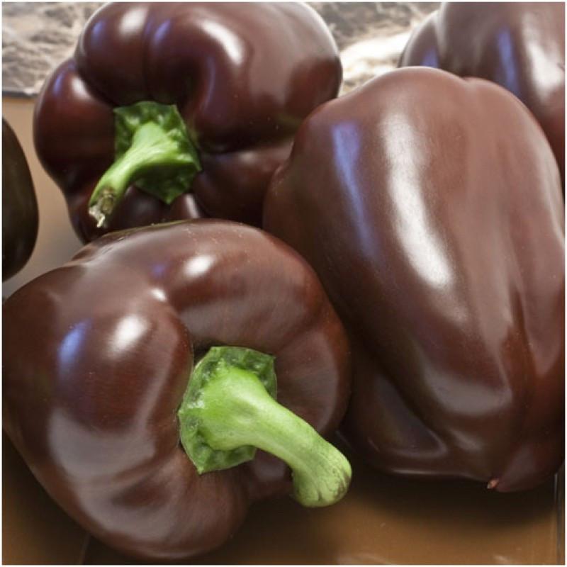 Chocolate Beauty Bell Pepper, NON-GMO, Heirloom, Variety Sizes, FREE SHIPPING