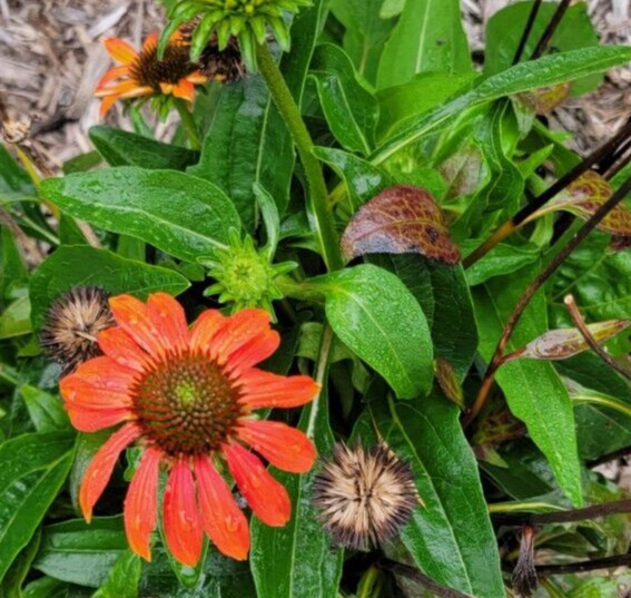 100 SEEDS CHEYENNE SPIRIT CONEFLOWER Echinacea in Orange Red Yellow Purple Pink
