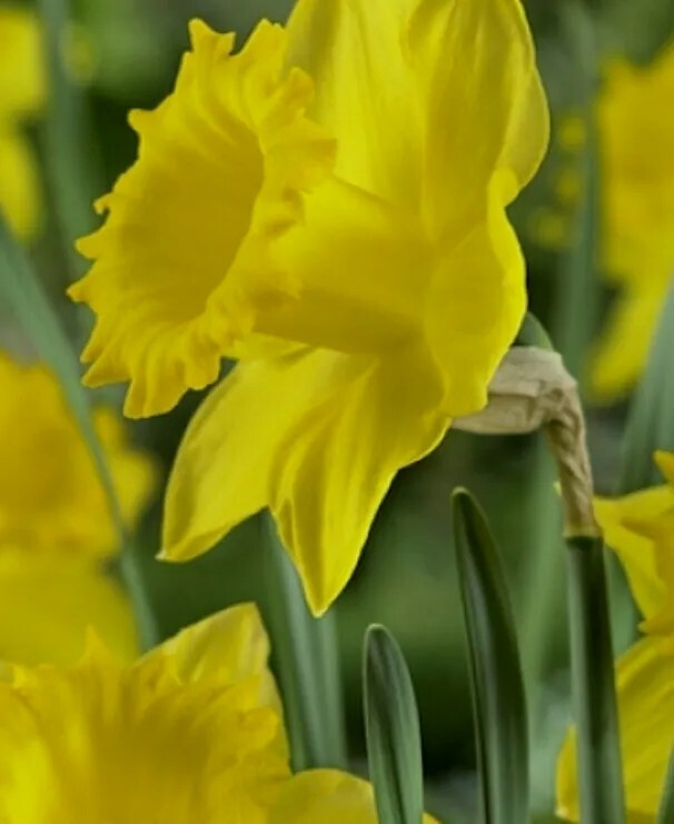 DAFFODILS 13 Dutch Master Bulbs