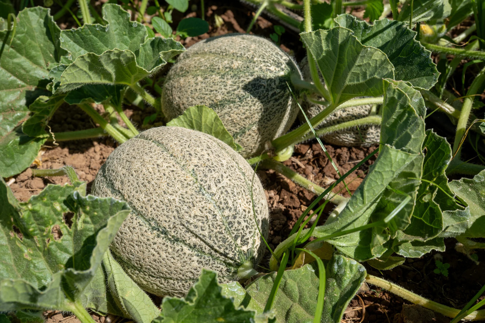 40 Heirloom Ice Cream Melon Very Rare Sweet 2-3LB Melon – Tart Flavor VERY Sweet