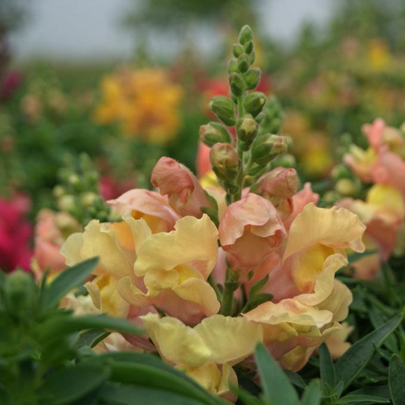 Appleblossom / Apple Blossom Snapdragon Seeds | 200 – 4,000 Seeds | Non-GMO 1202