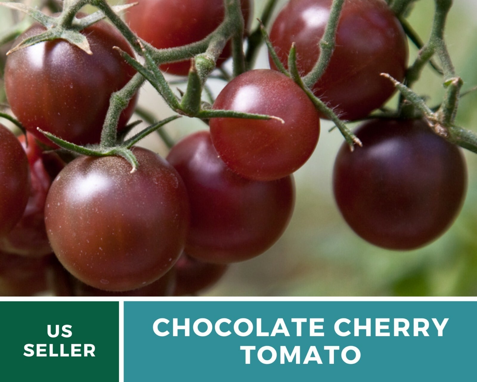 Tomato, Chocolate Cherry – Heirloom Seeds