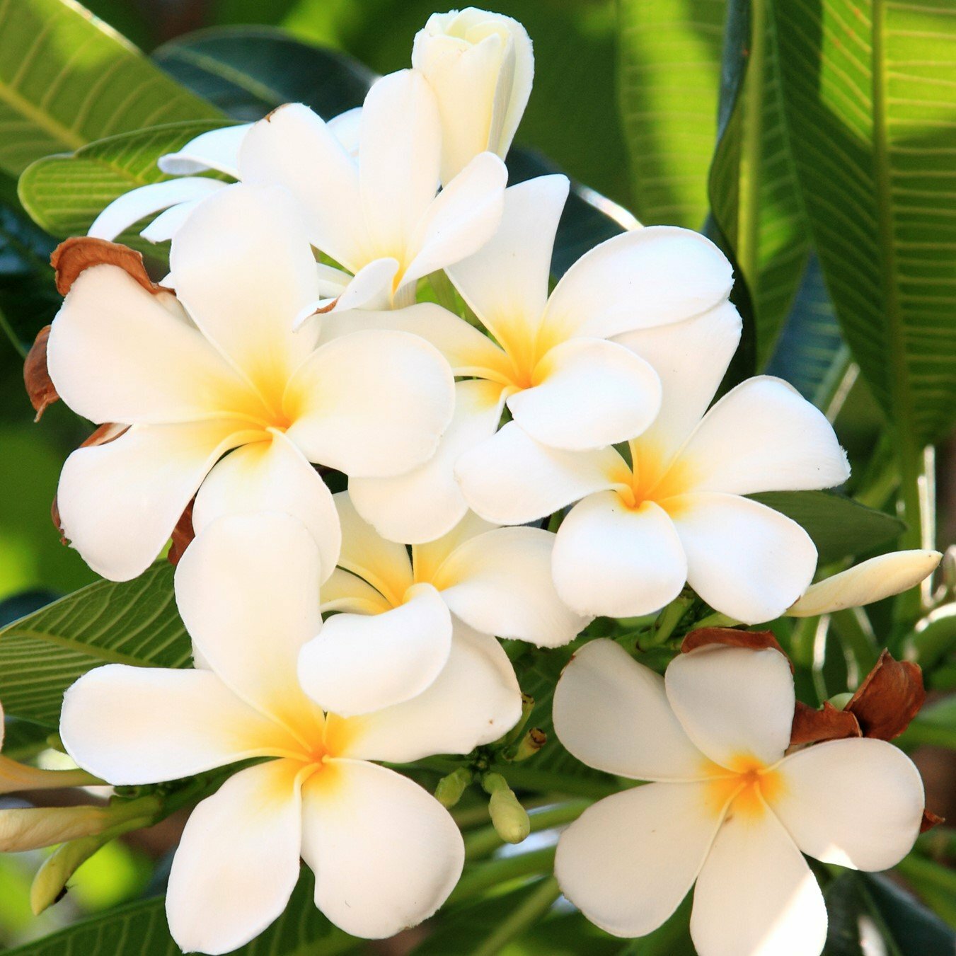 2 HAWAIIAN TROPICAL WHITE PLUMERIA PLANT CUTTING 10″ LONG Easy To Root Fragrant