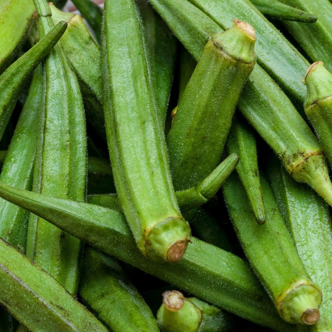 Perkins Long Pod Okra Seeds, NON-GMO, Spineless, Large Okra, FREE SHIPPING