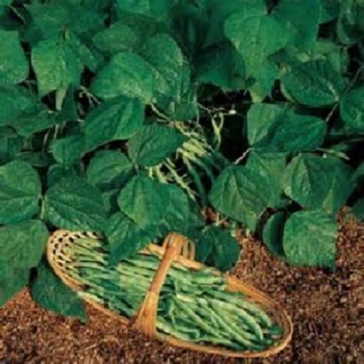 KENTUCKY WONDER POLE Bean Seeds, Heirloom Seeds – NON GMO, A kitchen favorite.