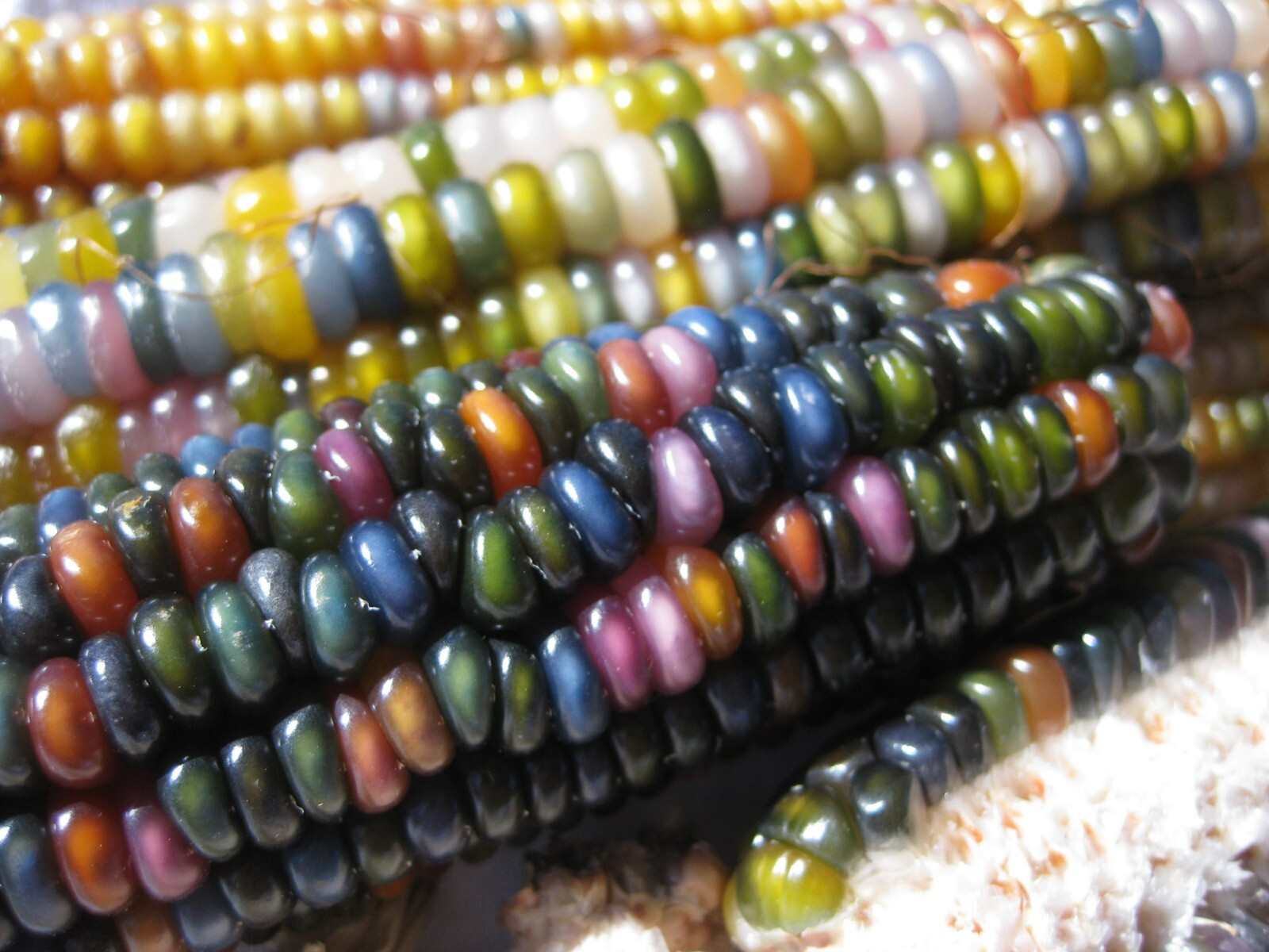 Glass Gem Corn Seeds Organic 200+ USA Grown