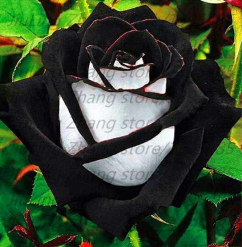 25pc BLACK ROSE SEEDS Garden Plant Flower rare exotic USA seller FREE shipping