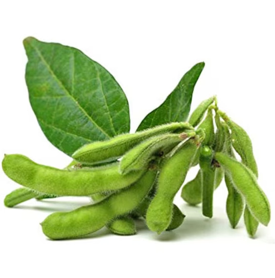 Triple Play Edamame Soybean Seeds Heirloom Non-GMO Open-Pollinated 75 Days