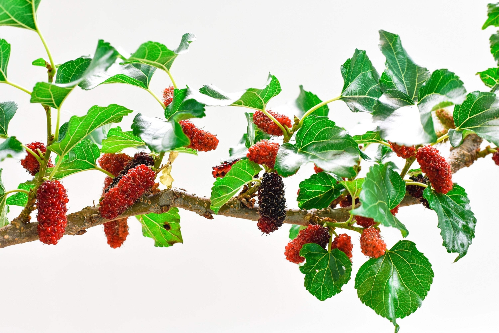 15 MULBERRY Tree Bush Morus Rubra Red Berry Fruit Seeds *Flat S/H