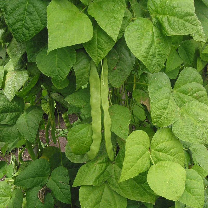 Great Northern Bean Seeds, NON-GMO, Large White, Heirloom, FREE SHIPPING
