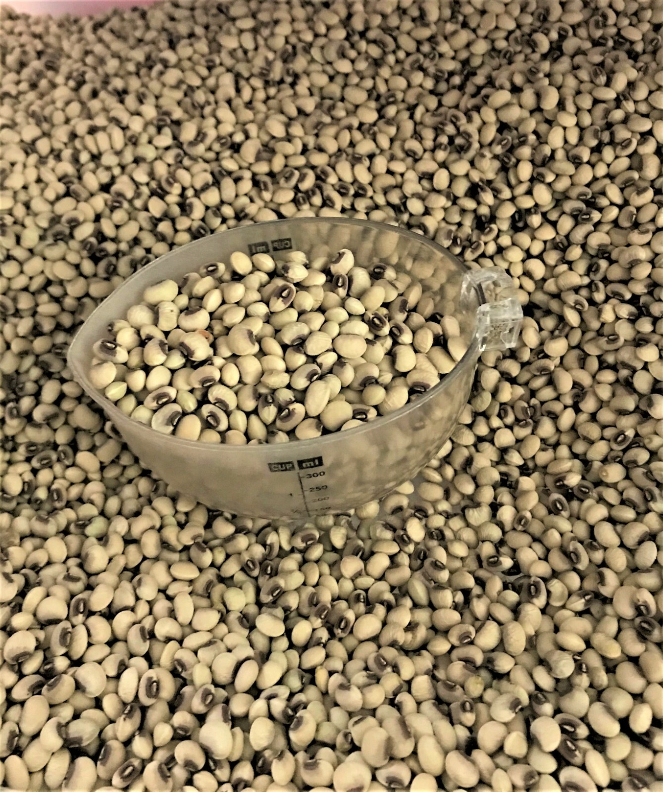 TOP PICK Pinkeye Purple Hull Peas Seed Southern Cowpea 1000+~8oz