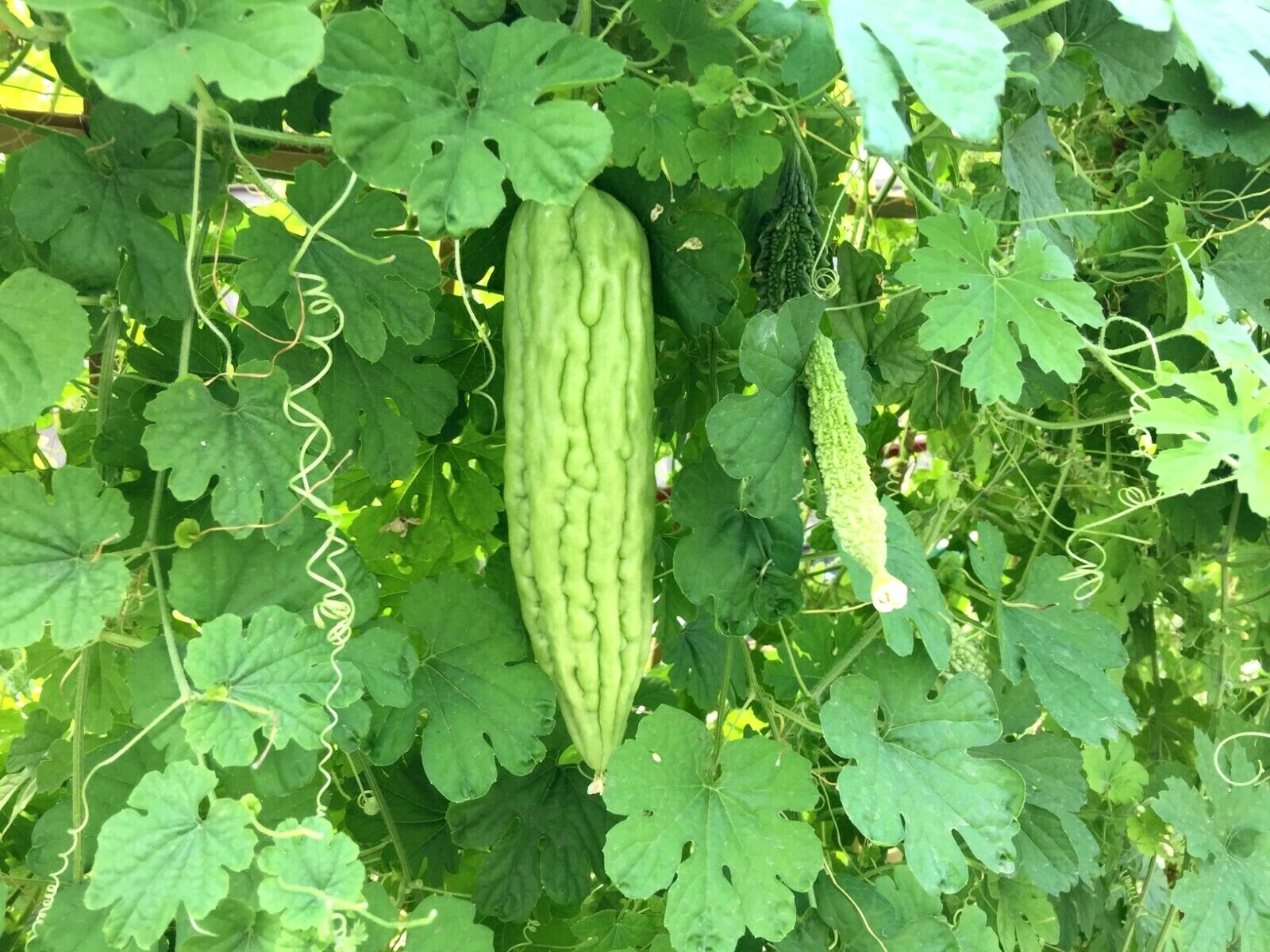 Bitter Gourd Melon (Karela, Ampalaya) 80 pcs mixed seeds
