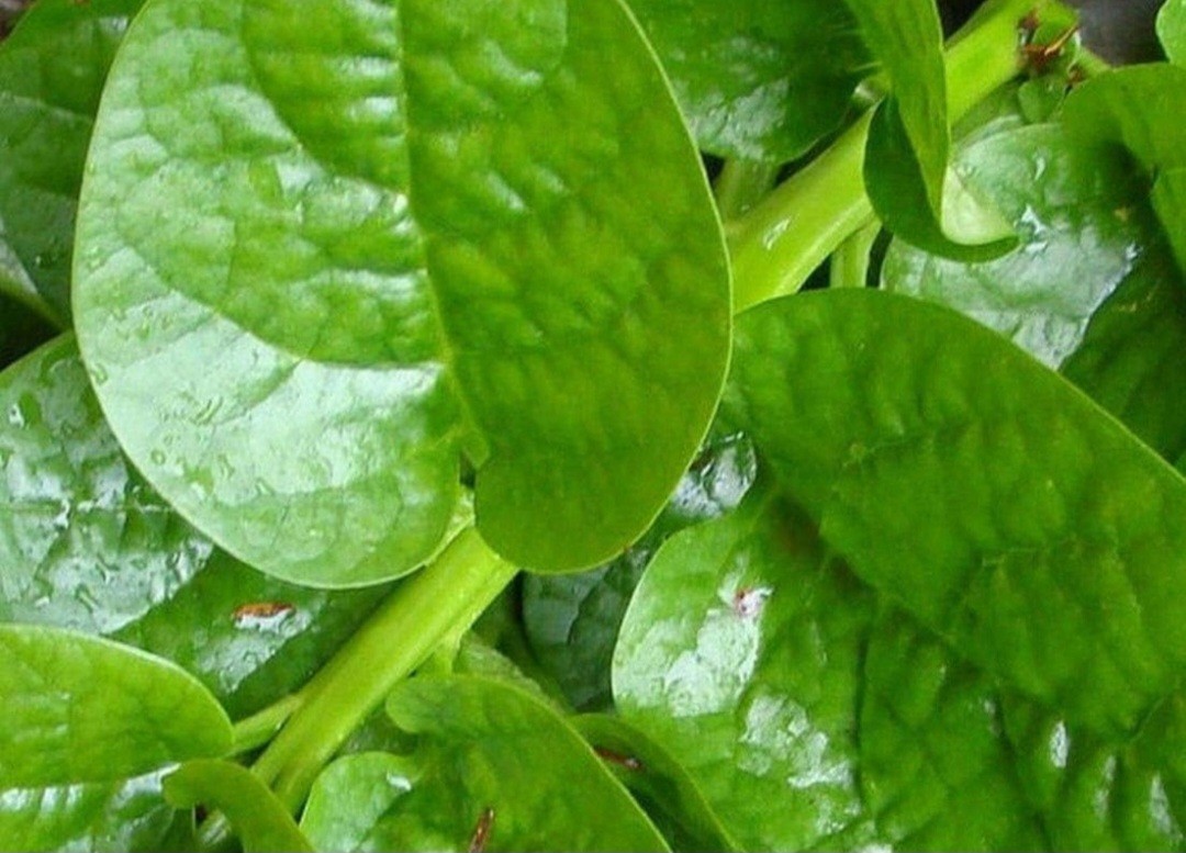 20+ Malabar Spinach Green Stem Variety