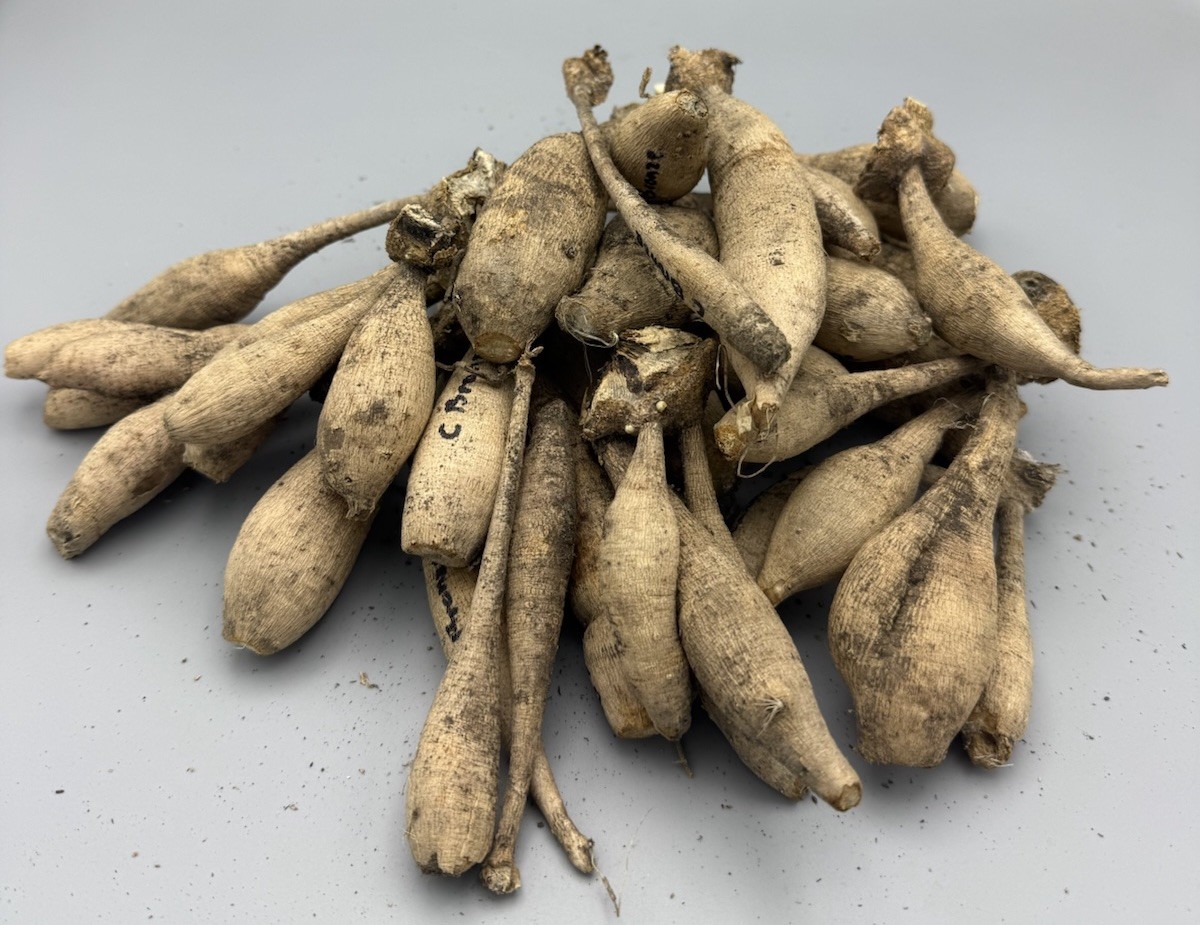 1 – Cornell Bronze Dahlia Flower Bulb Tuber