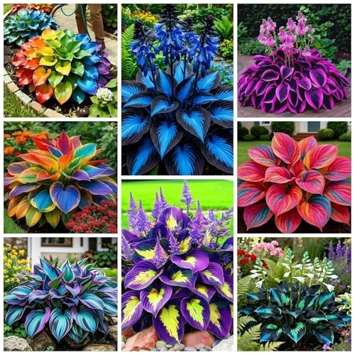 290+ Perennial Hostas for Planting, Low Maintenance Rich Foliage, Heart Hosta