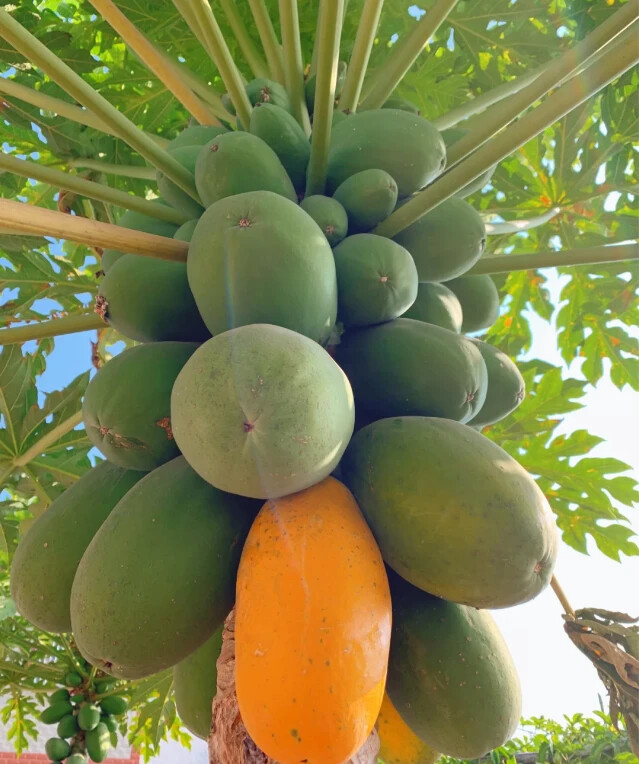 50pcs Red Heart Creamy Papaya Seeds – The Best of Papayas for Your Home Garden