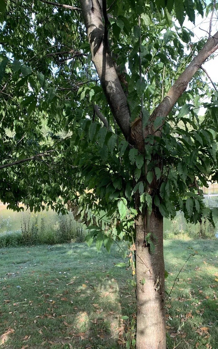 100% American Chestnut. 2025 harvest. Verified By The ACF. 5 Per Order