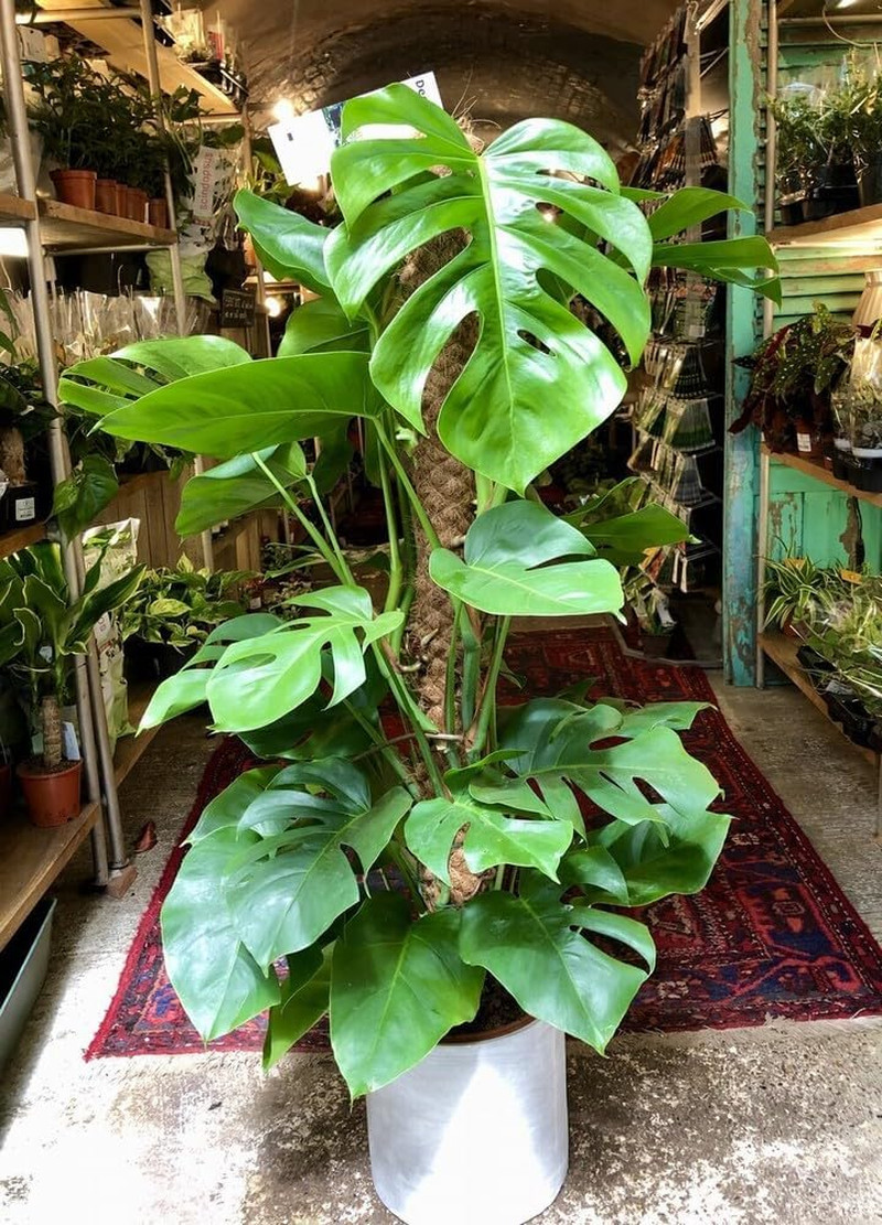 90PCS Fresh Monstera Plant Seeds, Rare Tropical Houseplant Seeds for Indoor & Ou