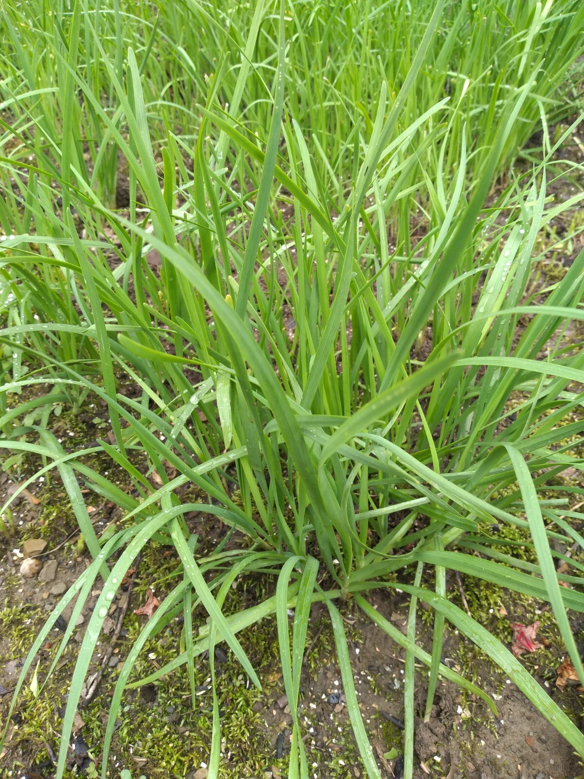 50 Garlic Chives Leek Plant Roots, Allium Tuberosum, Puerros , 韭菜根, 부추