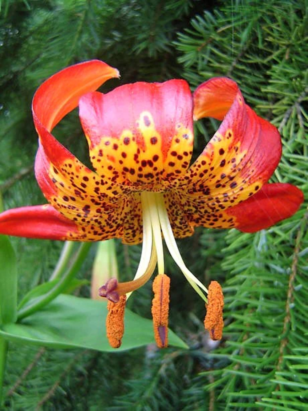 15 WESTERN HYBRIDS LILY Tiger Leopard Lemon Alpine Color Mix Lilium Flower Seeds