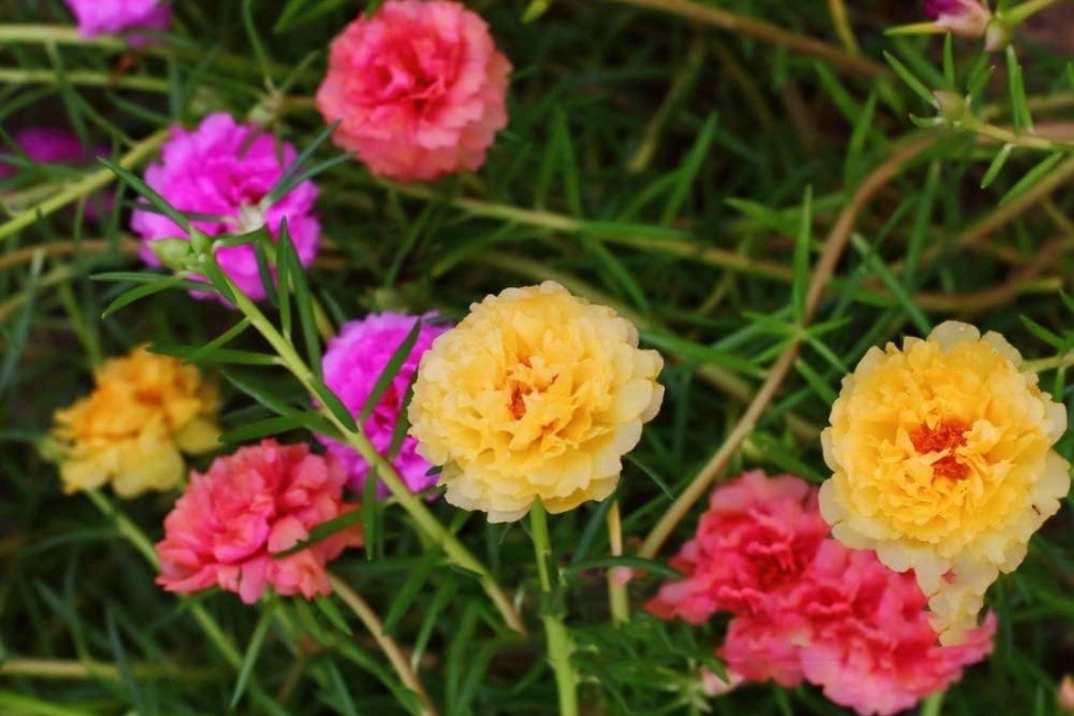 4 PACKS OF 10000 MIXED MOSS ROSE SEEDS PORTULACA GRANDIFLORA MIX FAST SHIPPING