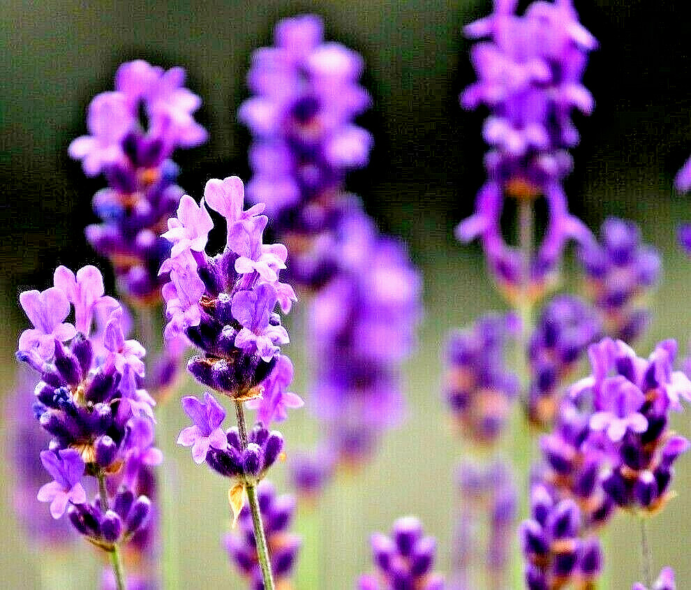 800+ LAVENDER VERA SEEDS PERENNIAL SPRING MOSQUITO PEST REPELLENT BEES HARDY USA