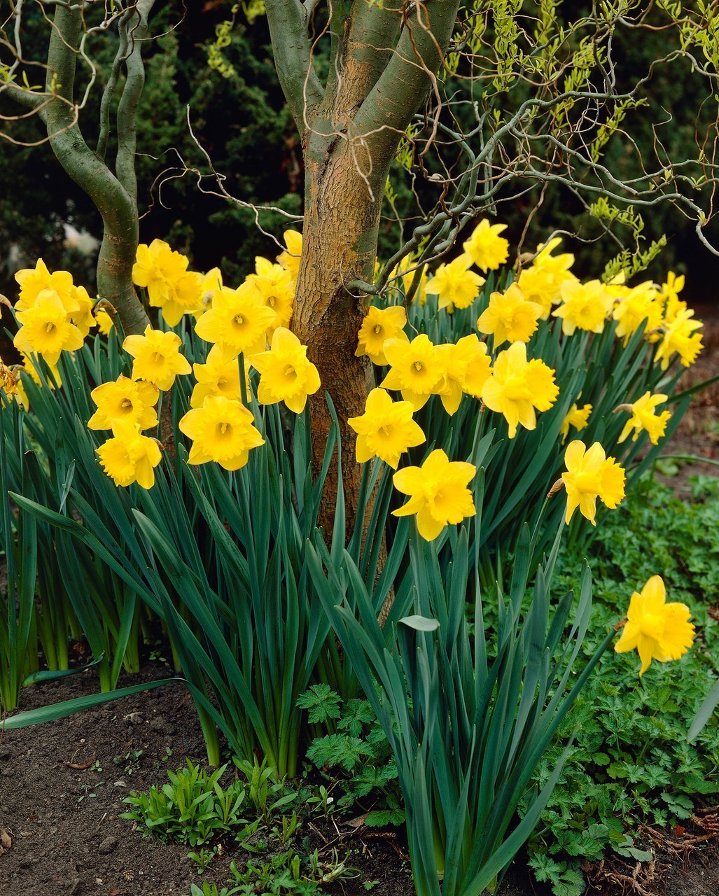Yellow Dutch Master Daffodil Bulbs Lot Of 15 Ready To Grow Flowers