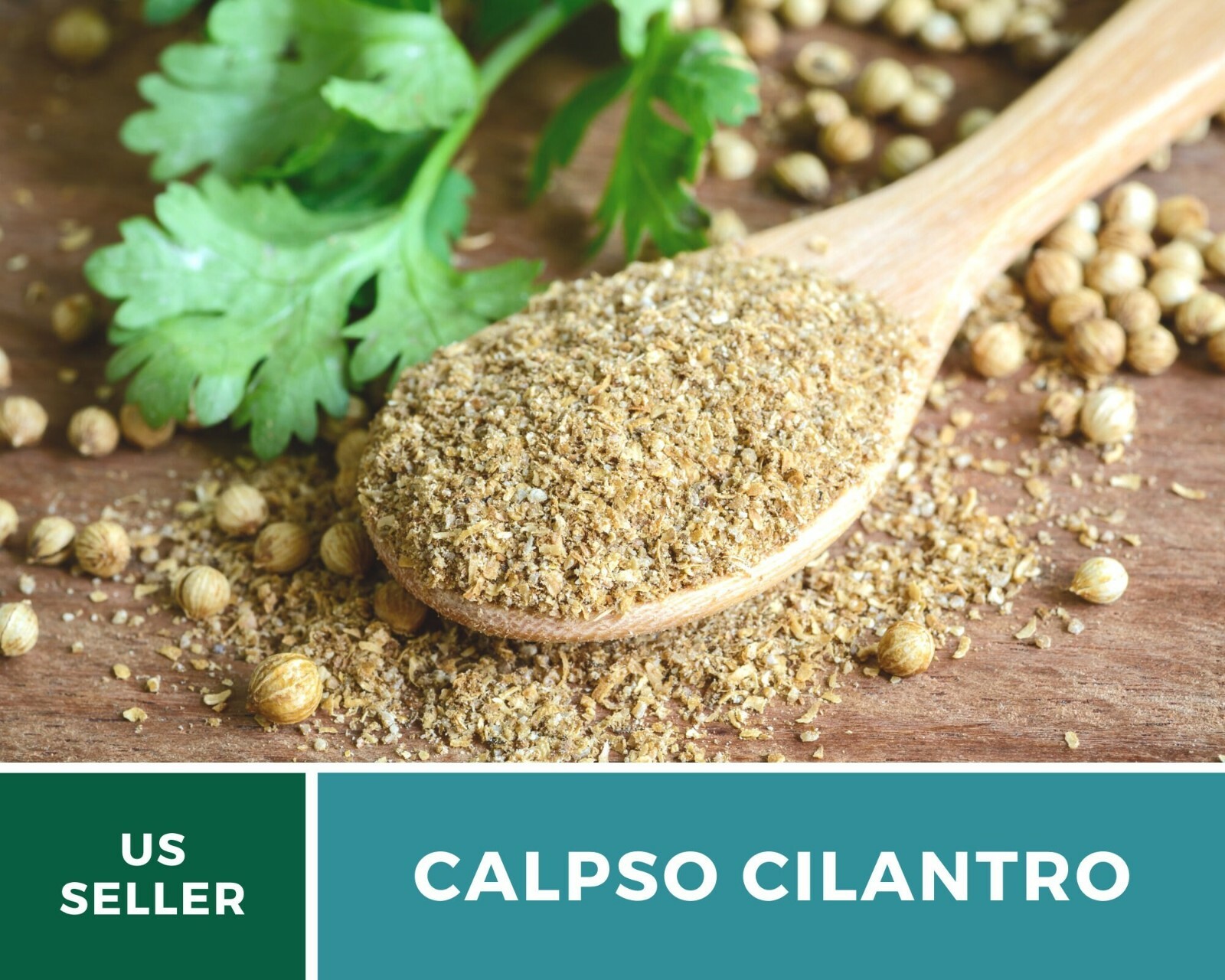 Cilantro (Coriander), Calypso – Heirloom Seeds – Culinary & Medicinal Herb