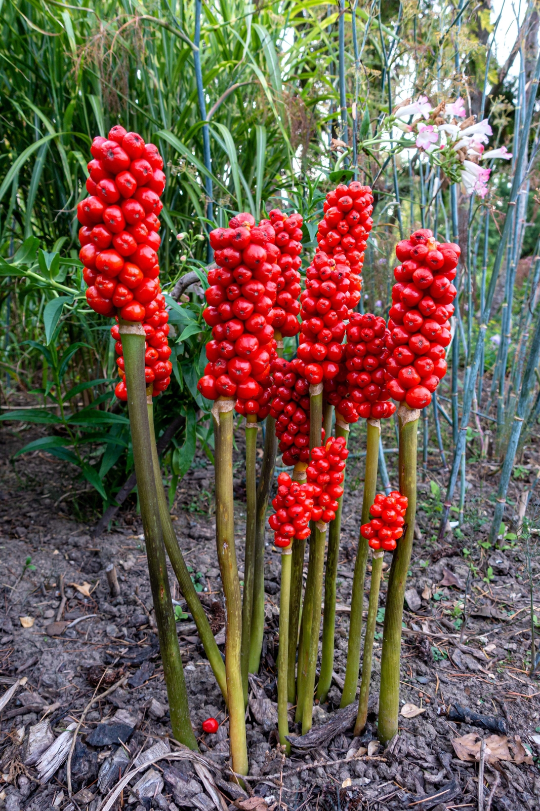 5 JACK IN THE PULPIT Arisaema Triphyllum Shade Flower Seeds *Flat S/H