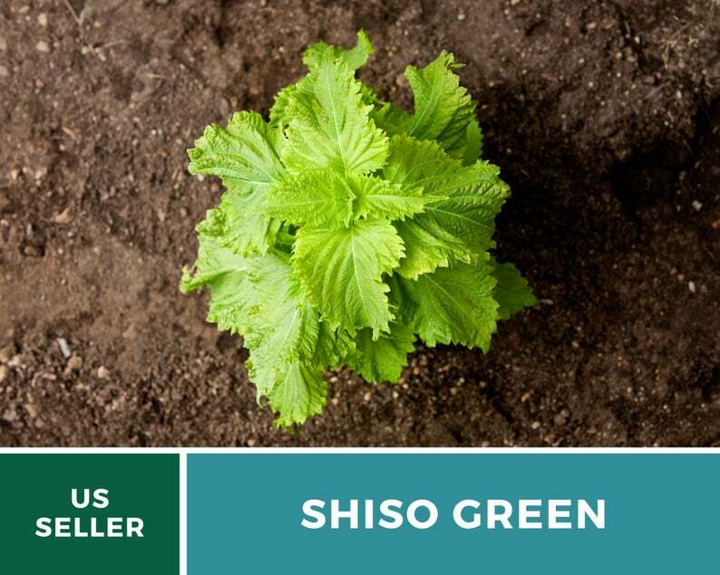Shiso Green – 200 Seeds – Asian Culinary Herb – Non GMO (Perilla frutescens)