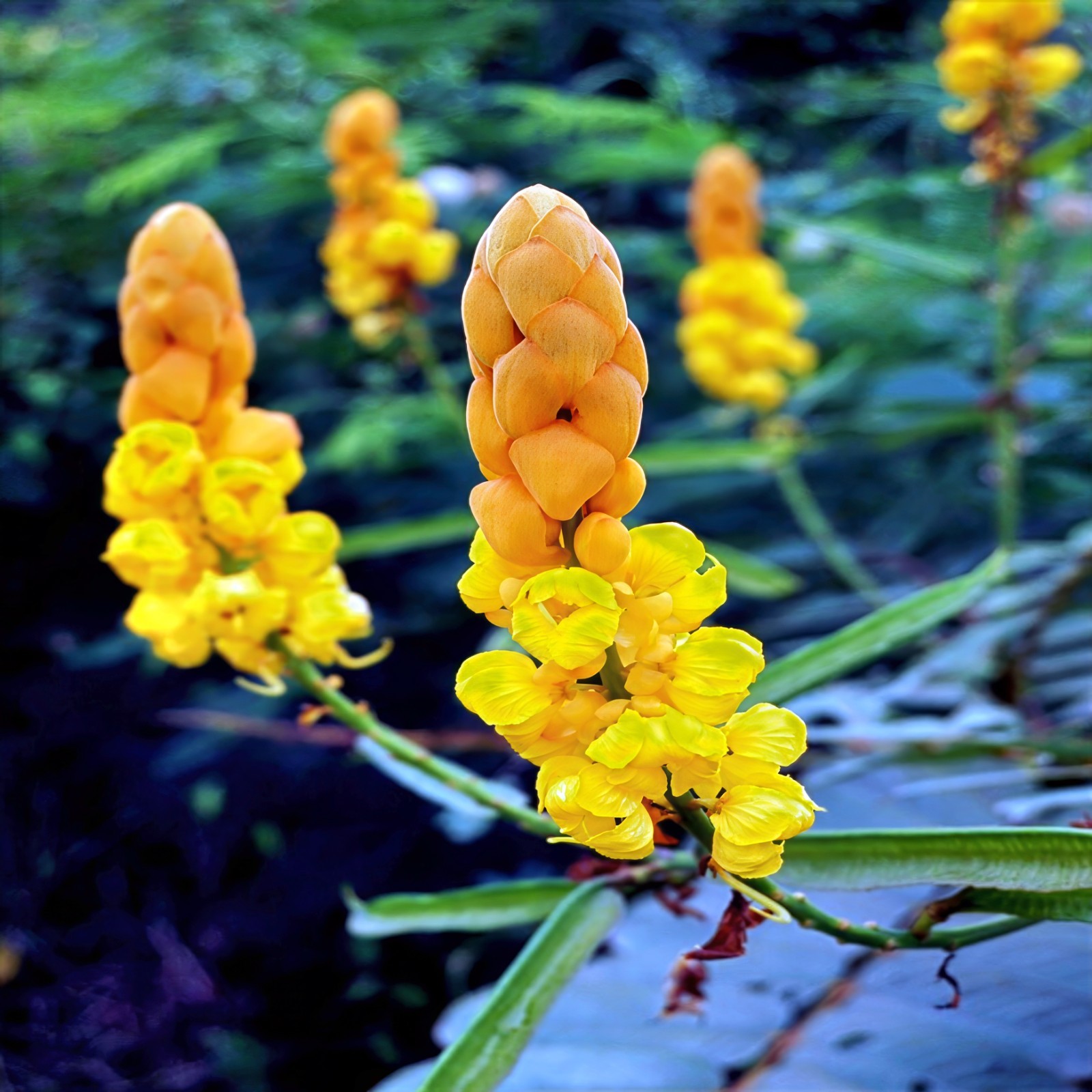20 CANDLE BUSH SEEDS Cassia Alata Senna Tree Plant “Flowers Attract Butterflies”