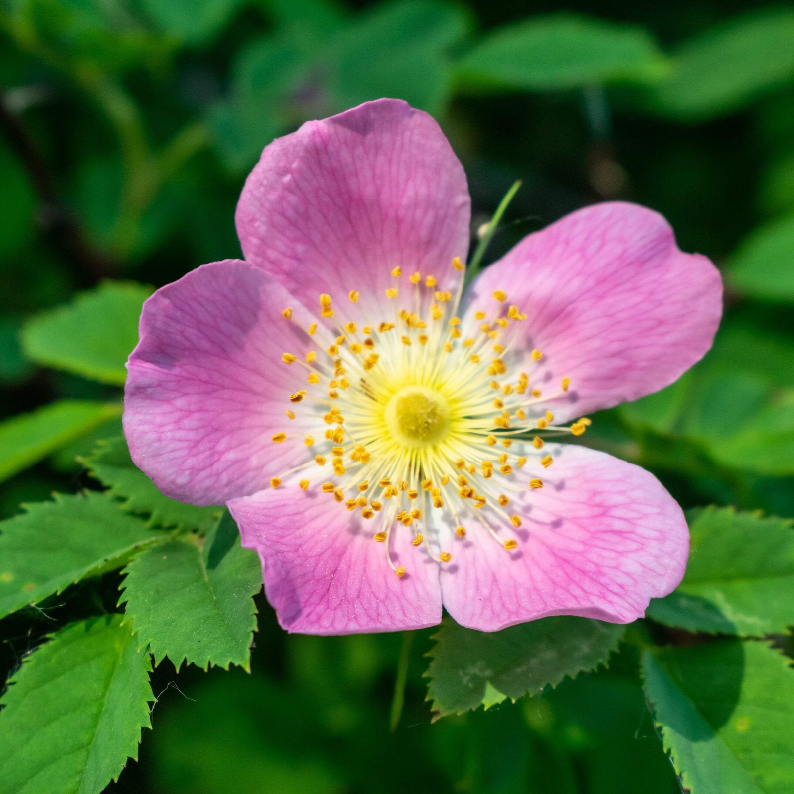 Meadow Rose Seeds (Rosa blanda) ~Herb Native Wildflower Pollinator Attractor