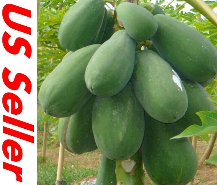 30 PCS Papaya Seeds E19, TR HOVEY Carica L. Caricaceae, Fruit Tree Seeds