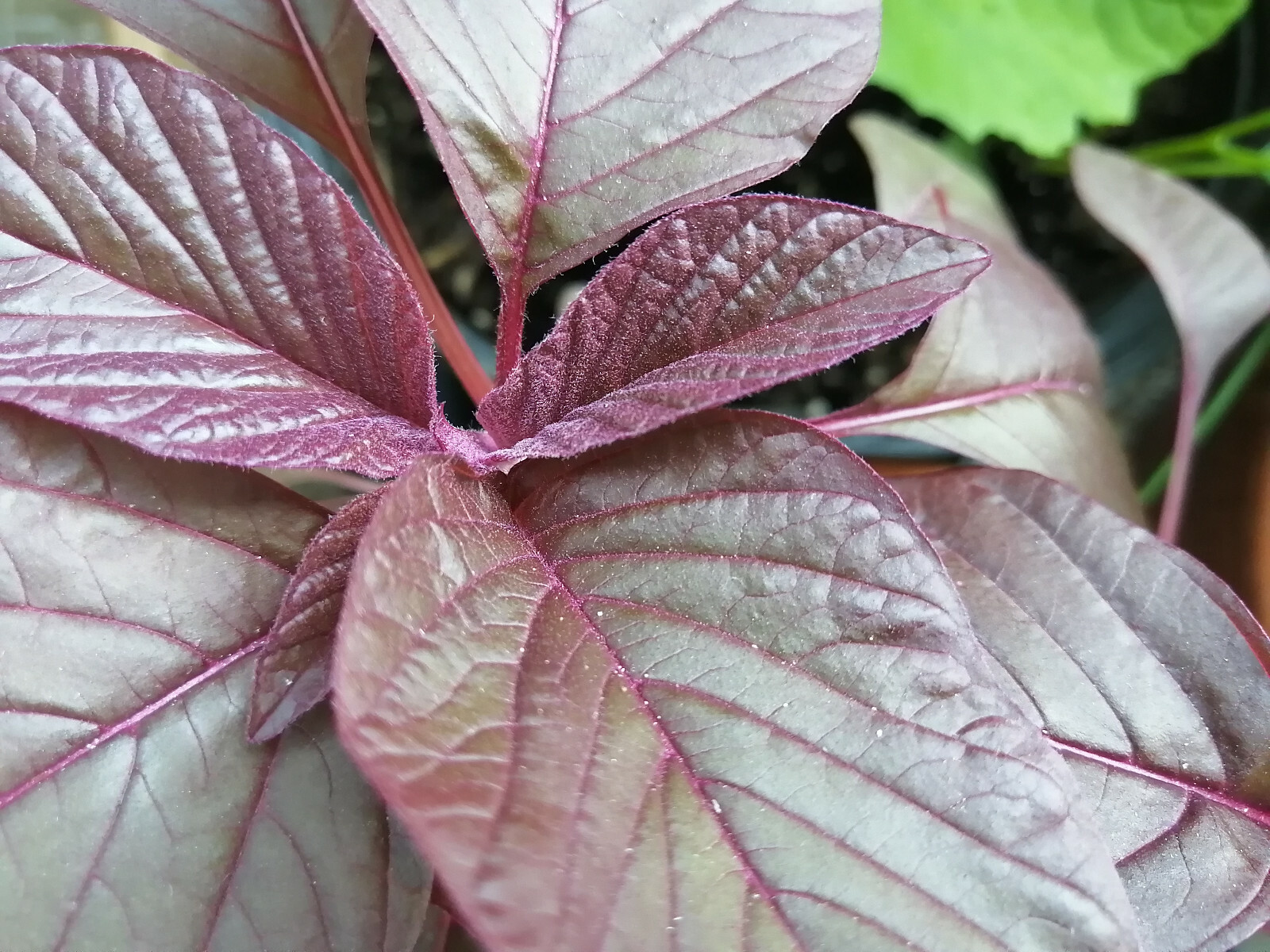 1000 Red Calaloo Callaloo Vegetable Seeds, Chinese Spinach Red Garnet Amaranth
