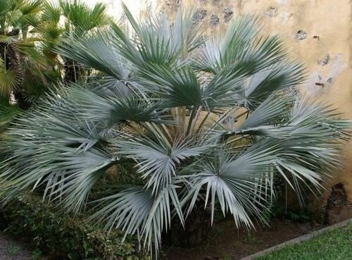 Brahea Armata Blue Hesper Palm Tree (8 Seeds) Rare
