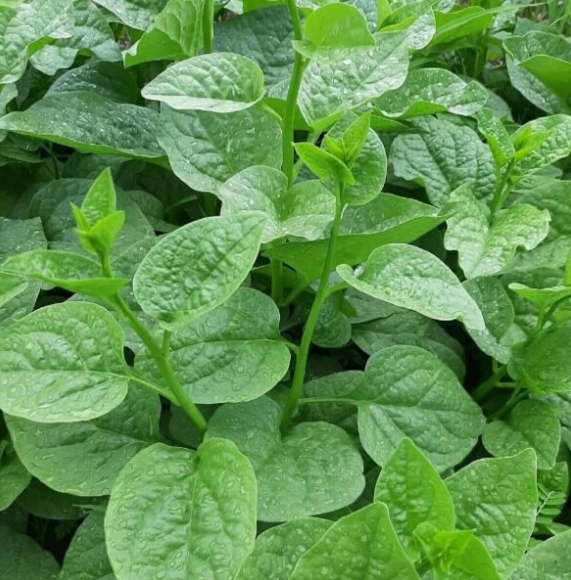 100 Green Malabar Spinach Seeds (Hạt Giống Rau Mồng tới Xanh)
