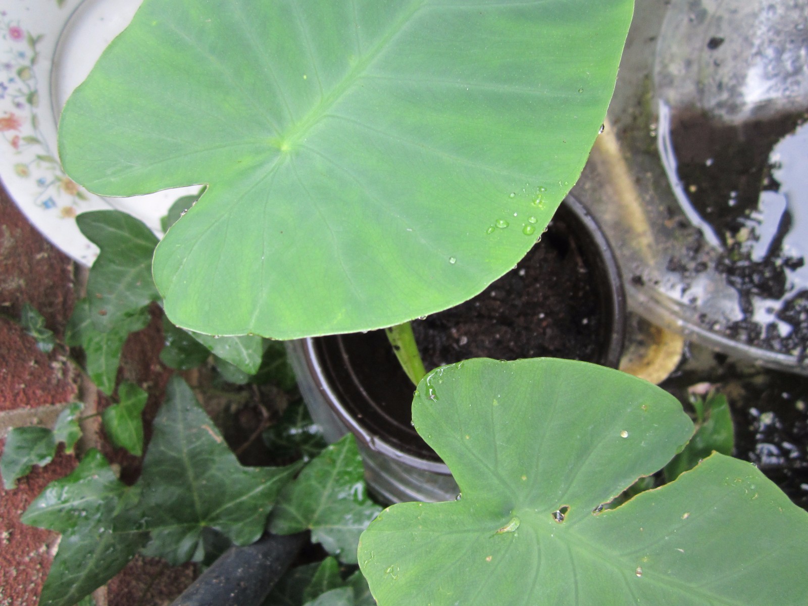 Taro (Colocasia esculenta) — Also called Elephant Ear Buy one get one for good