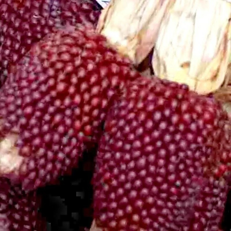 30+ STRAWBERRY RUBY CORN SEEDS – POPCORN – SWEET — HEIRLOOM — ORGANIC — RARE