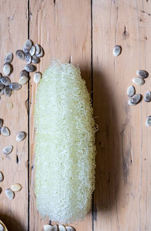 10+ Vegetable Sponge dishcloth Gourd Luffa Sponge Gourd Smooth Loofah Seeds USA