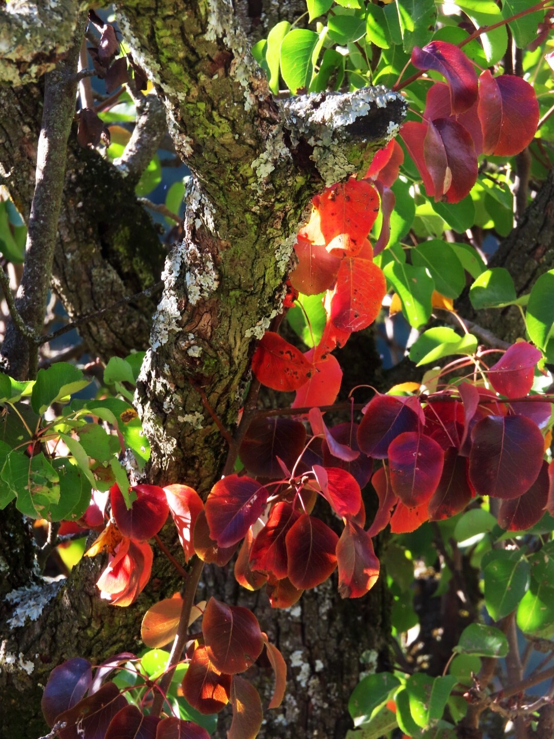 European Pear Tree | Premium Seeds | Pyrus communis ‘Spring’ | Plants’®