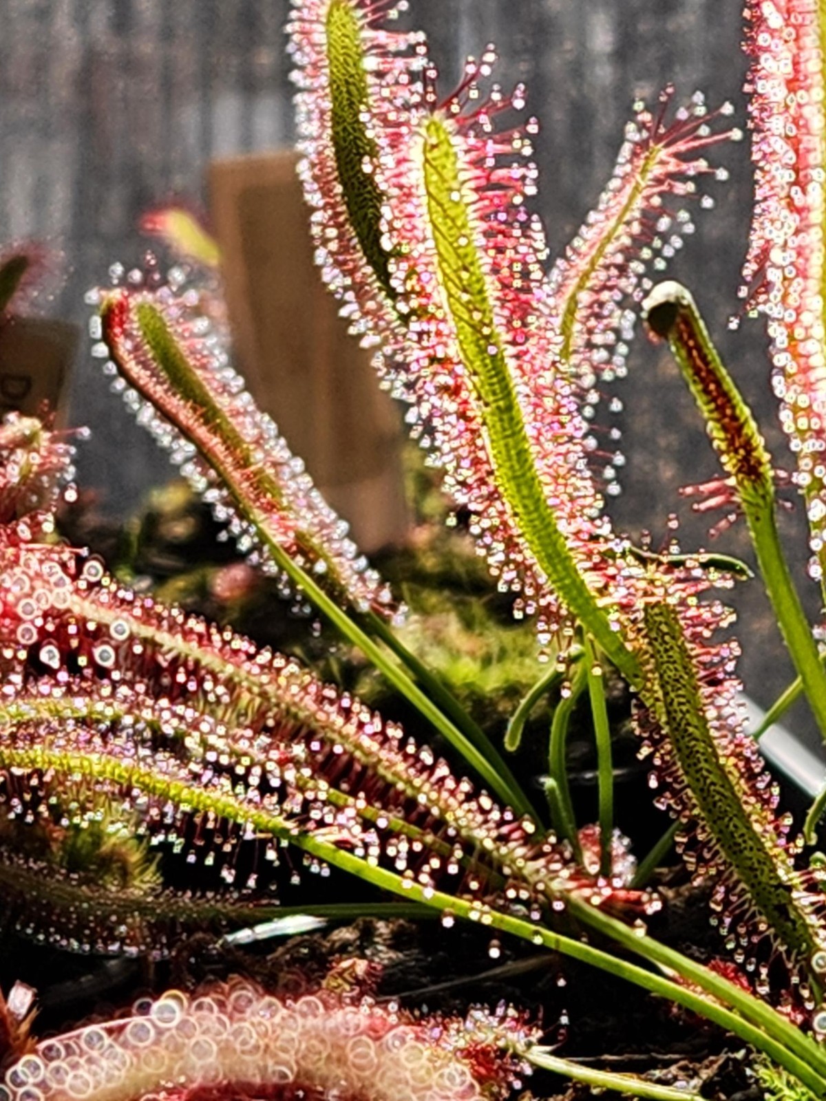 CARNIVOROUS PLANT 4 PACK- LIVE-USCI (Sundews And Bladderwort)