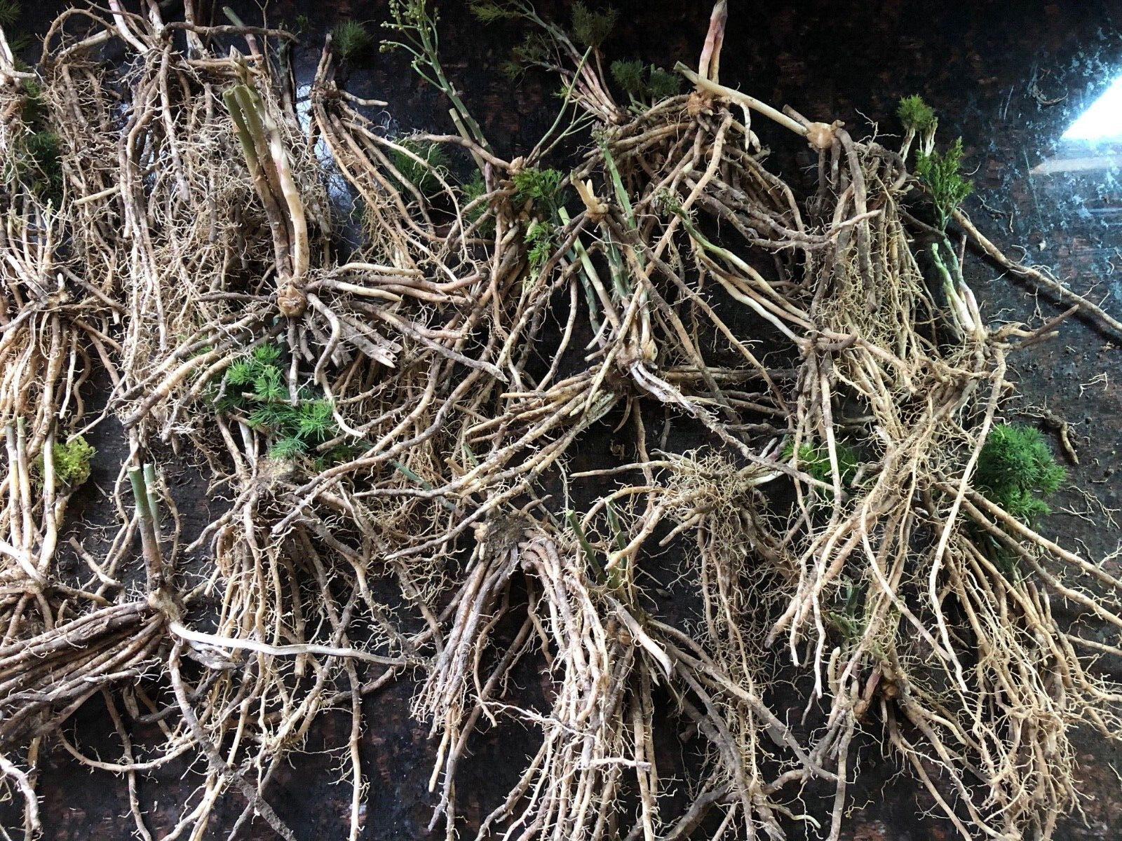 10 ea. Mary Washington Asparagus Live Plants, 2yr Crowns – Organic