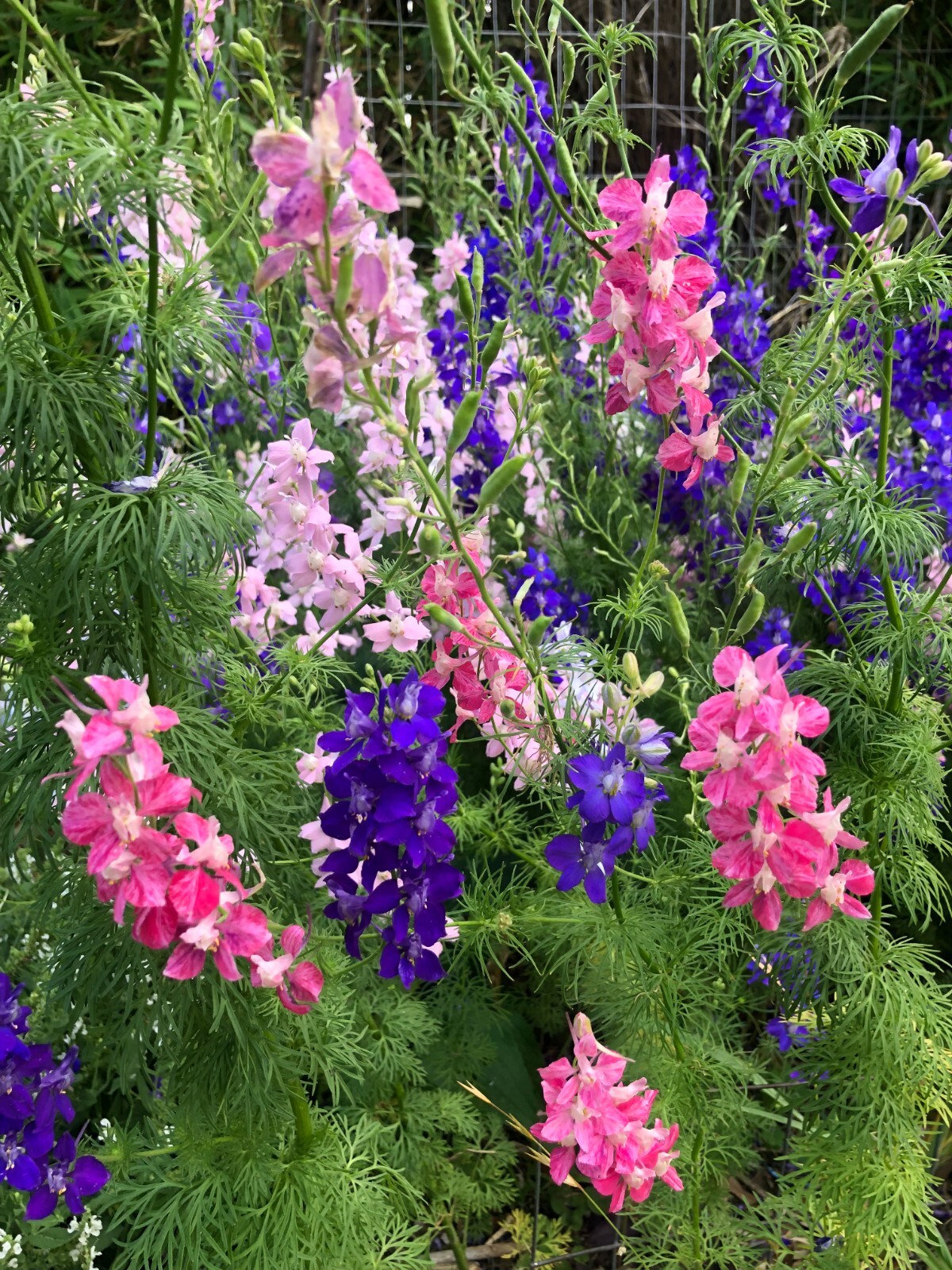 LARKSPUR SEEDS -50 Fresh Seeds – Mixed Colors – GORGEOUS Blooms!! FREE Shipping