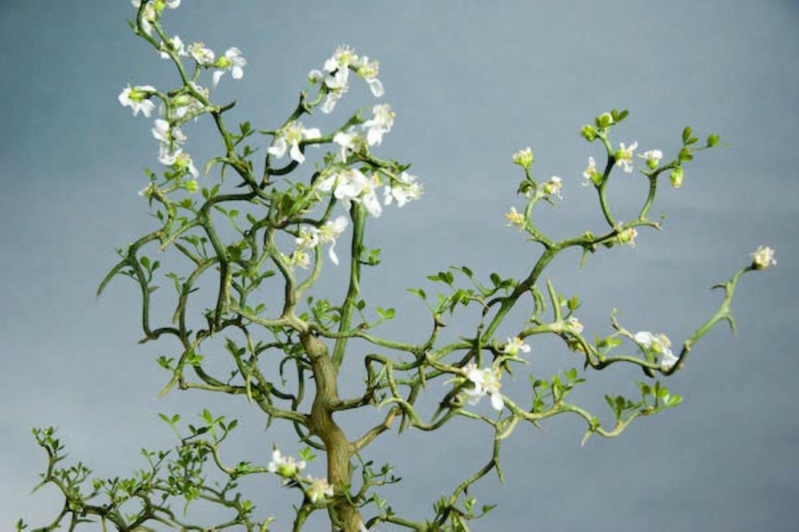 Trifoliate Orange (Poncirus trifoliata) “Flying Dragon” 2 years old plant