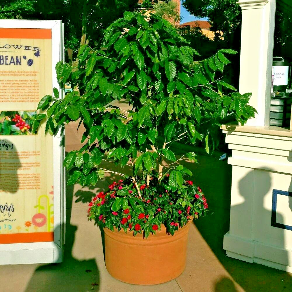 10 Coffea arabica Seeds Tropical EXOTIC Coffee Bean Indoor House Plant Tree RARE