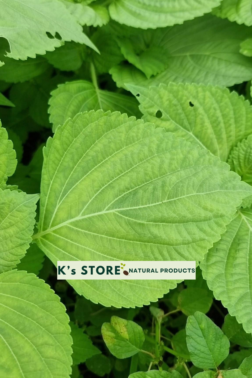 KOREAN SHISO HERD SEEDS (PERILLA), RAU MÈ HÀN QUỐC, 들깨 깻잎, 朝鮮紫蘇 シソ K’s