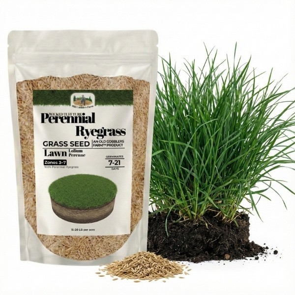 Old Cobblers Farm™ Wicked Tuff Turf Perennial Ryegrass Seed – Fast-Germinating