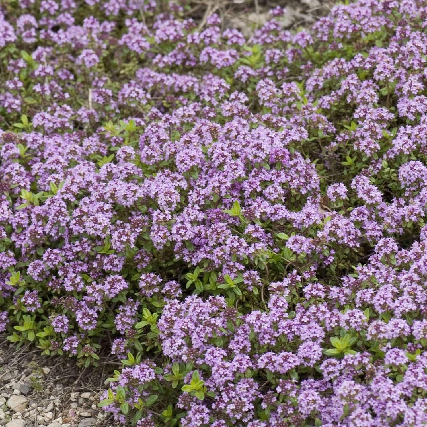 Attract Pollinators with 20000+ Creeping Thyme Seeds – Low Maintenance Option