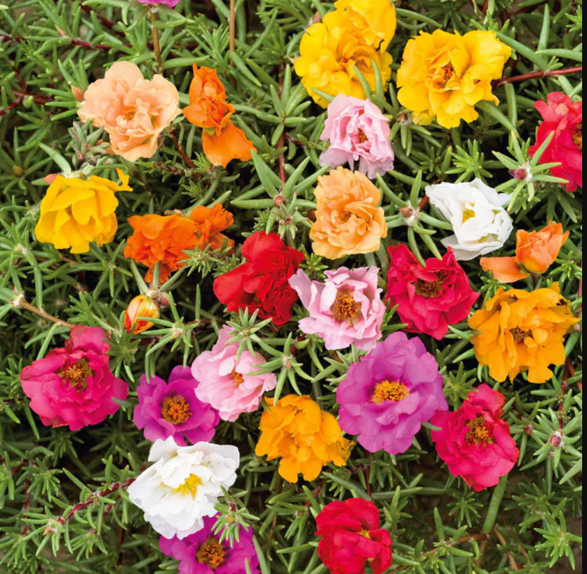 MOSS ROSE DOUBLE MIX Portulaca Low-growing Peony Blooms Pollinators 500 Seeds
