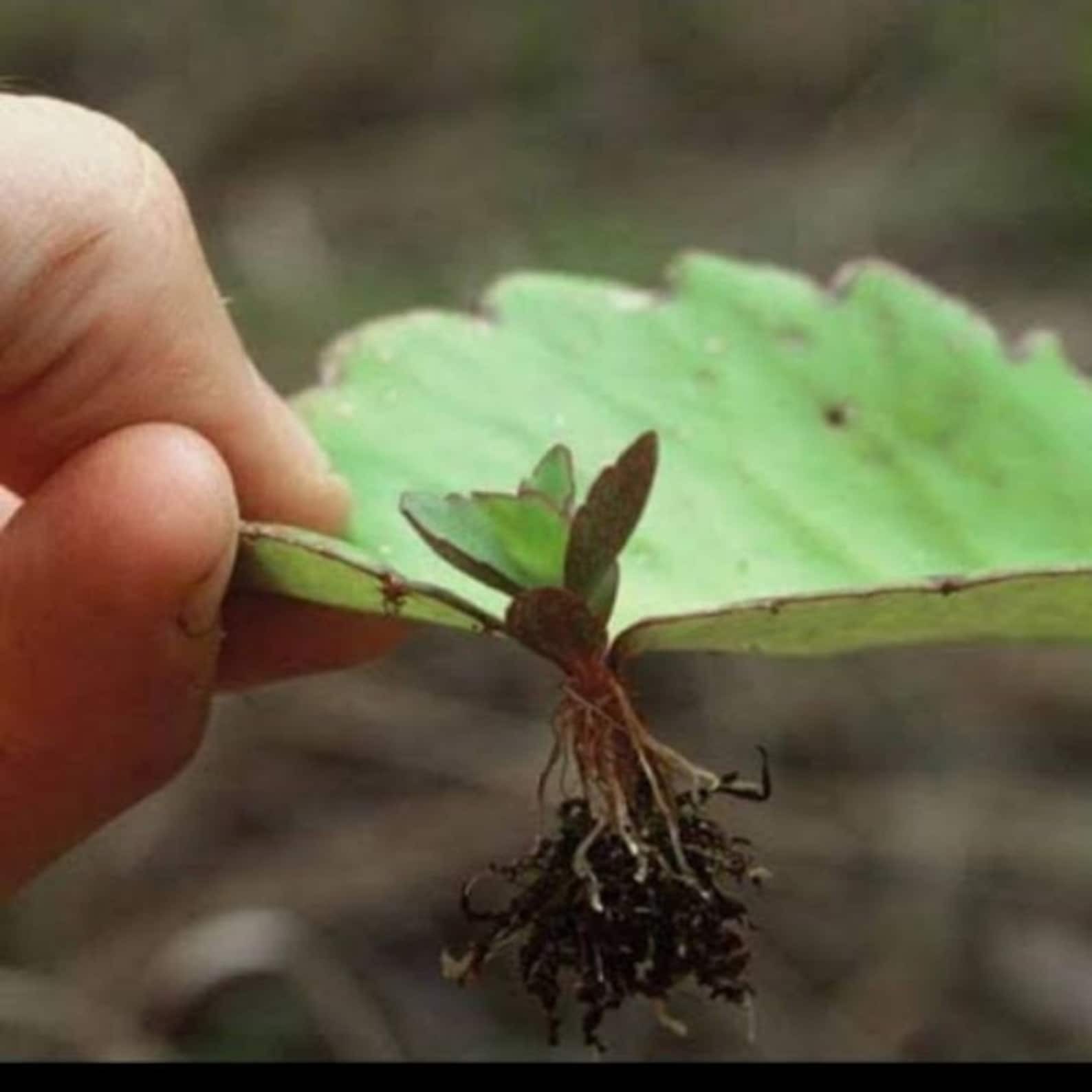 Miracle Leaf 12 count Folklore Medicinal Kalanchoe